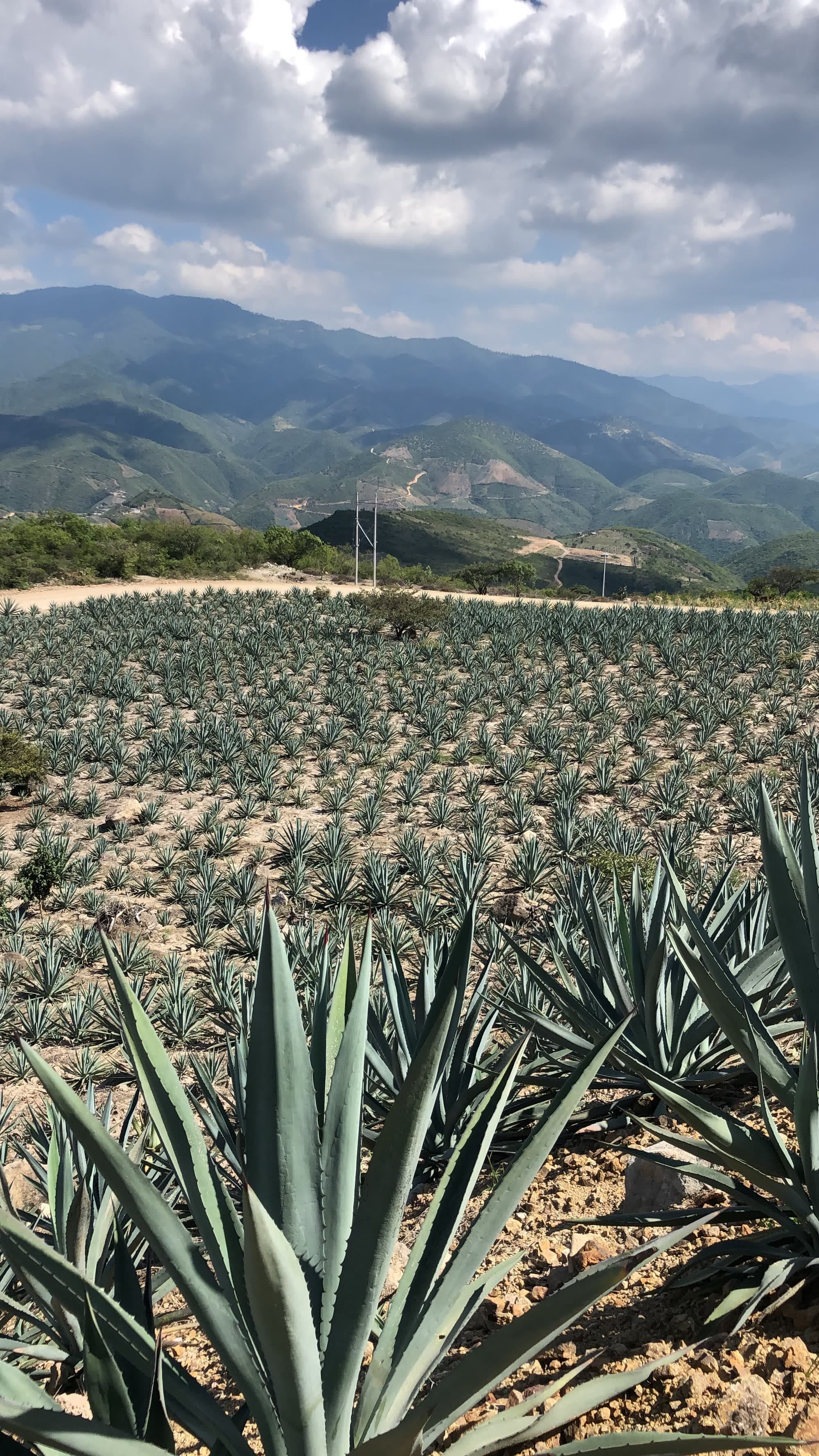 Our organic agave fields — Mr. Mezcal, Oaxaca