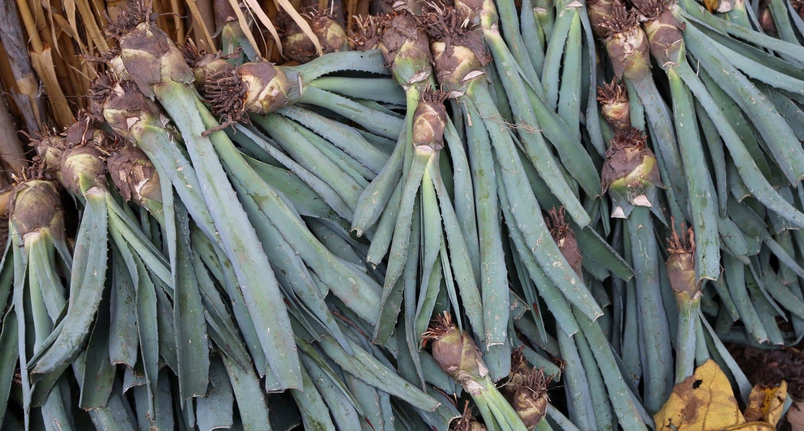 Young agave pups pulled up for replanting