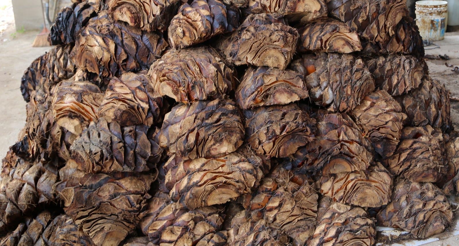 A pile of dark brown roasted agave hearts