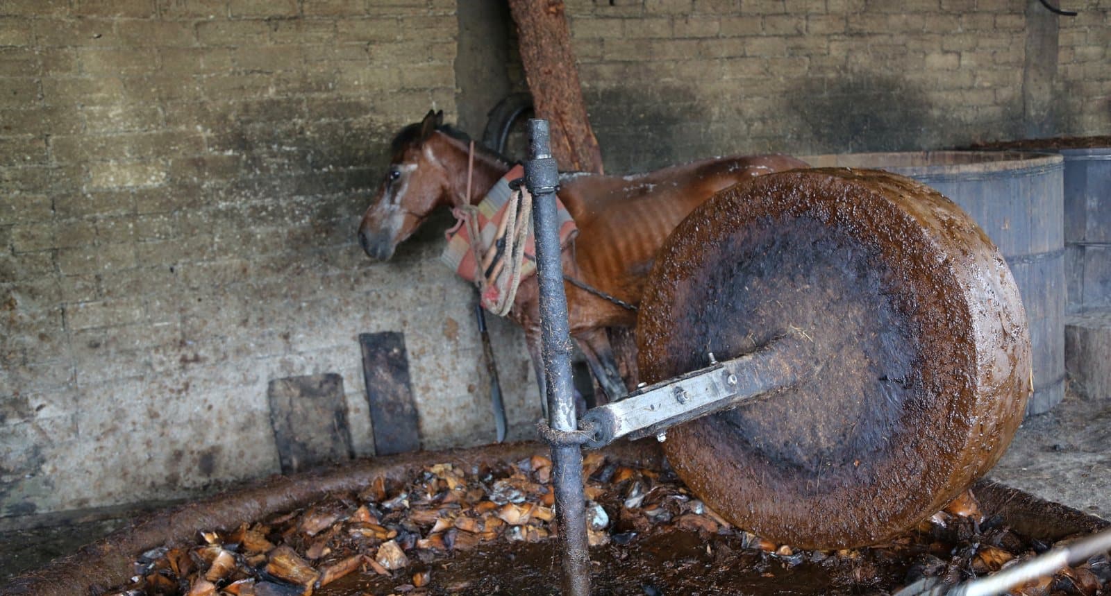 A stone tahona wheel crushing roasted agave, with a horse behind