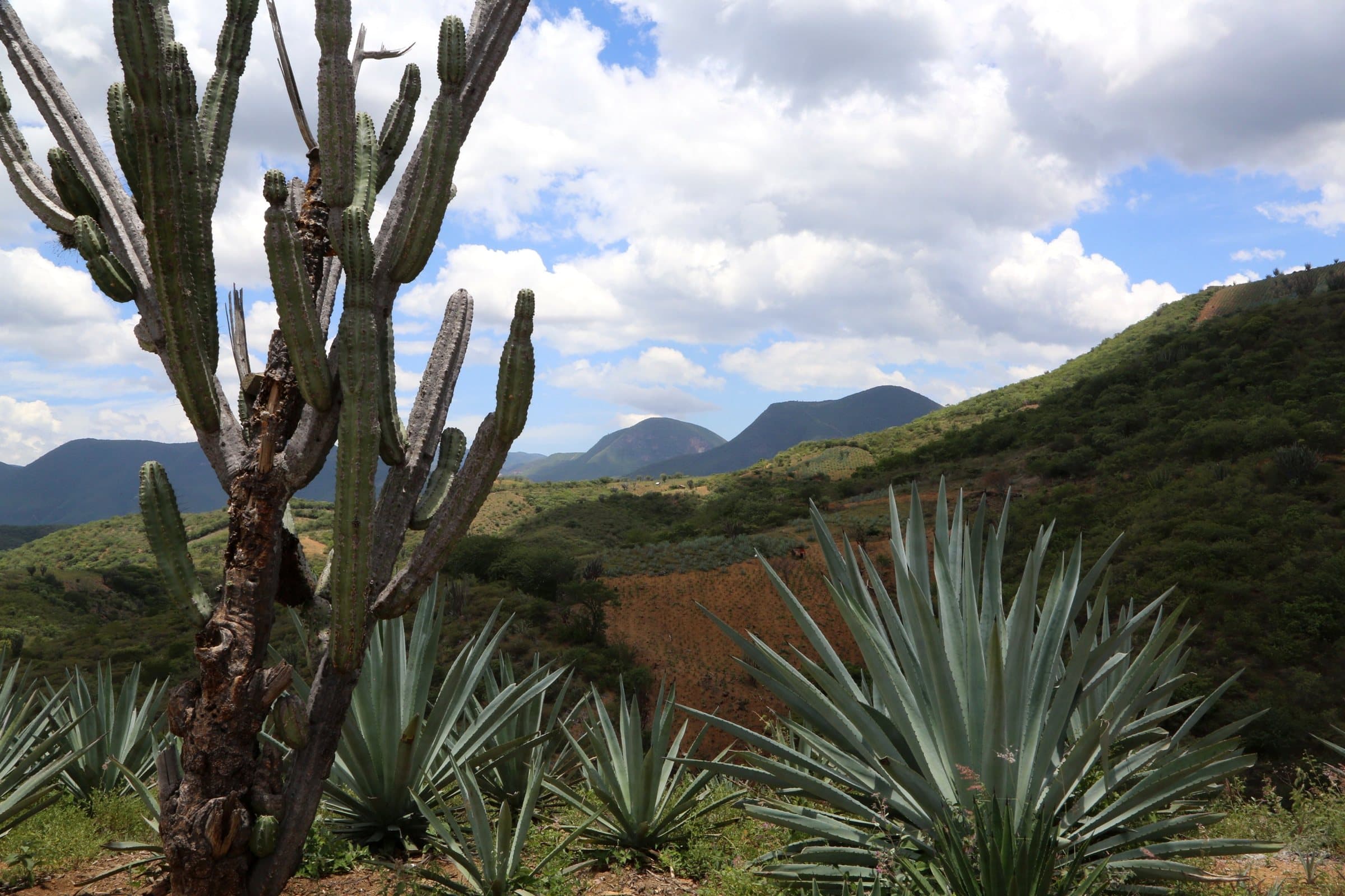 Agaves and a tall cactus above the hills of Oaxaca