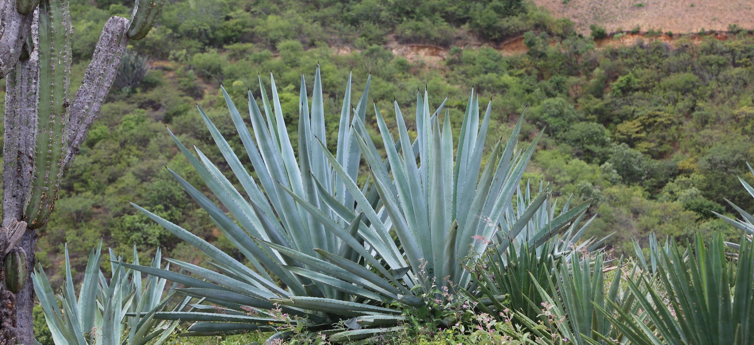 A large blue-green agave on a hillside in Oaxaca