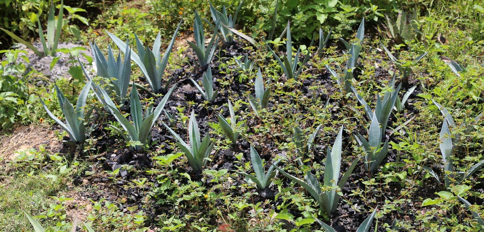 Rows of young agave plants in a nursery bed