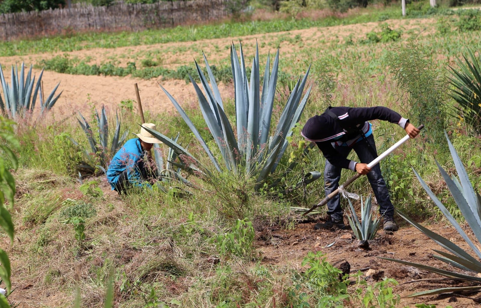 Two workers tending agave plants in a field