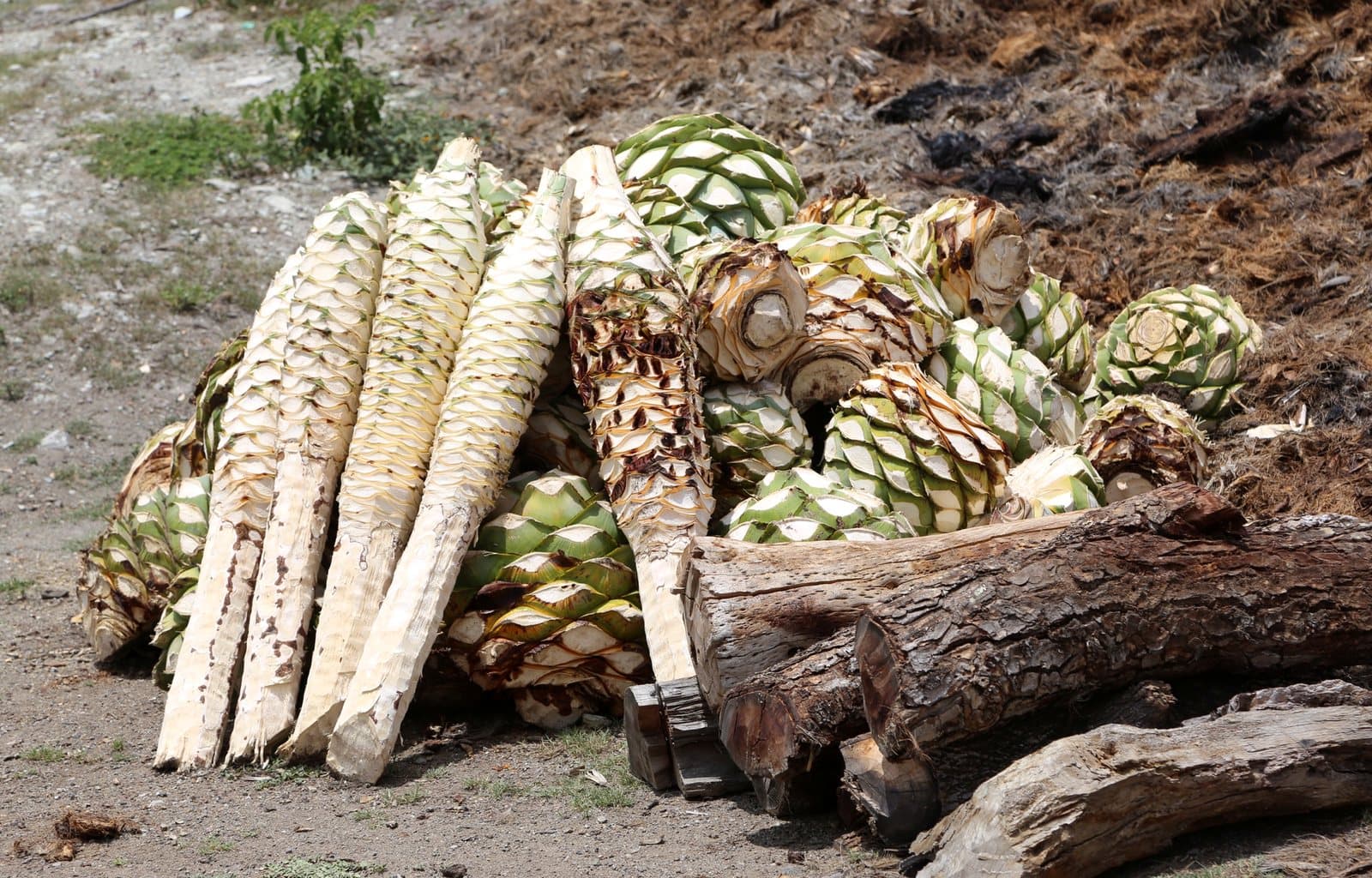 Harvested agave hearts, round piñas and long trunks, stacked beside firewood