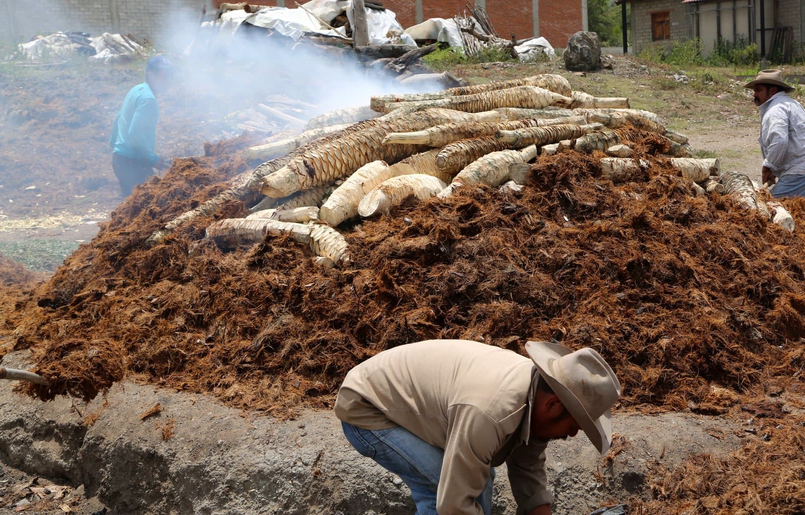 Workers covering a smoking pit oven with agave fiber