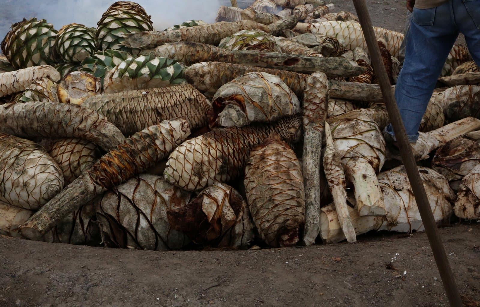 Agave hearts piled into an earthen pit oven
