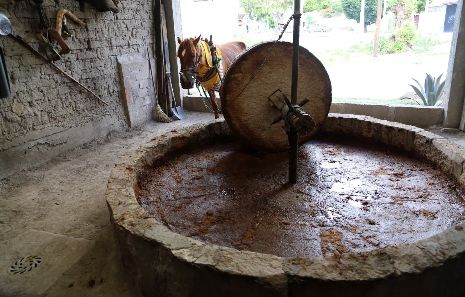 A horse beside the stone tahona wheel in its round pit