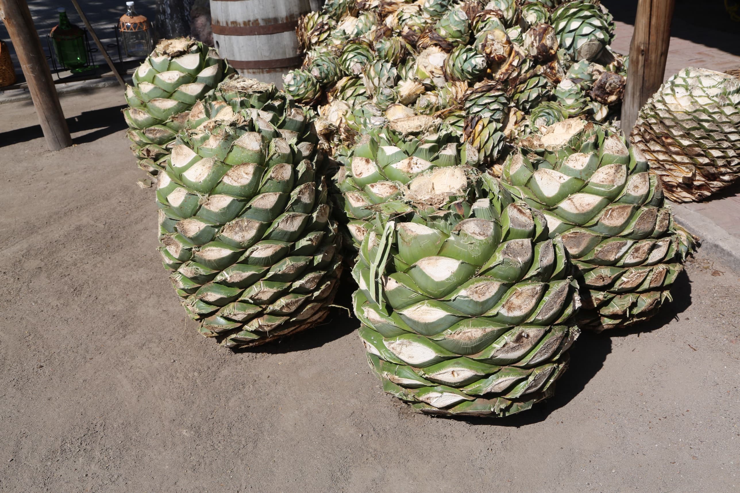 Piñas, the hearts of the agave — Mr. Mezcal, Oaxaca